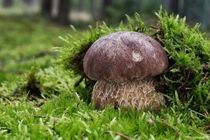 Klikni pro velký obrázek