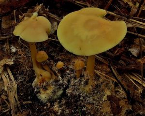 Klikni pro velký obrázek