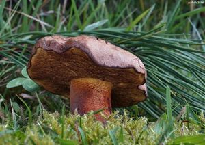 Klikni pro velký obrázek