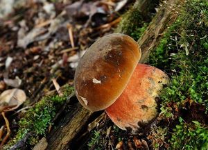 Klikni pro velký obrázek