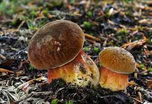 Klikni pro velký obrázek