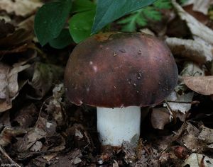 Klikni pro velký obrázek