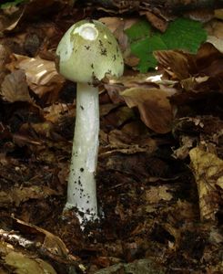 Klikni pro velký obrázek