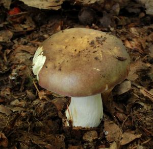 Klikni pro velký obrázek