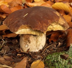 Klikni pro velký obrázek