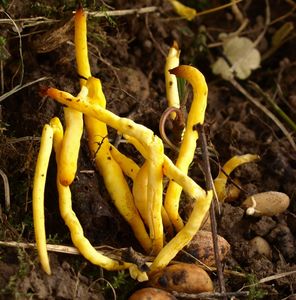 Klikni pro velký obrázek