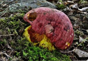 Klikni pro velký obrázek