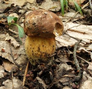 Klikni pro velký obrázek