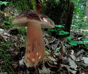 Klikni pro velký obrázek