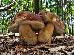 Klikni pro velký obrázek