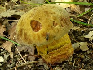 Klikni pro velký obrázek