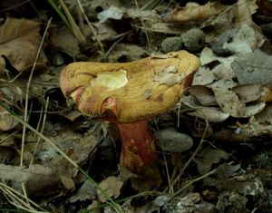 Klikni pro velký obrázek