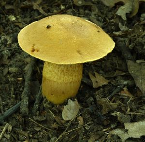 Klikni pro velký obrázek