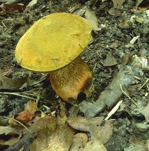 Klikni pro velký obrázek