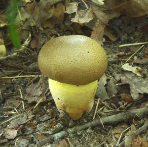 Klikni pro velký obrázek