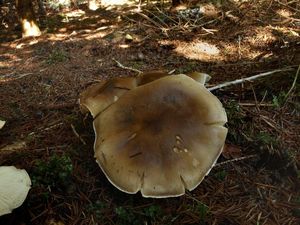 Klikni pro velký obrázek