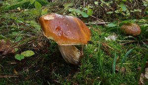 Klikni pro velký obrázek