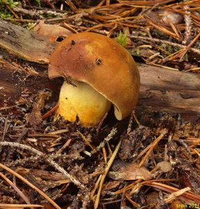 Klikni pro velký obrázek