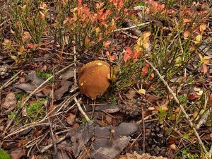 Klikni pro velký obrázek