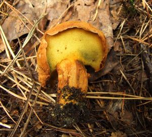 Klikni pro velký obrázek