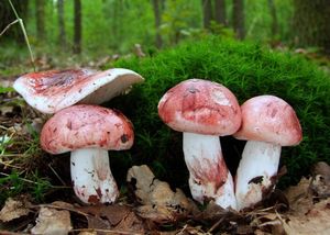 Klikni pro velký obrázek