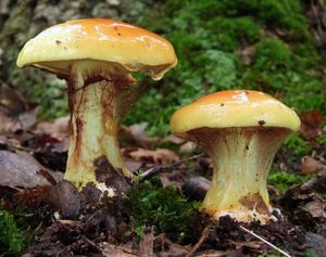 Klikni pro velký obrázek