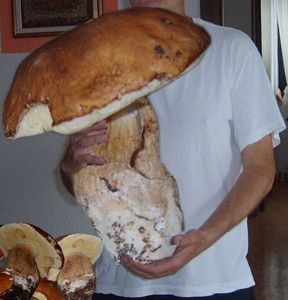 Klikni pro velký obrázek