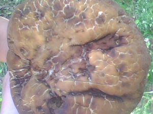 Klikni pro velký obrázek