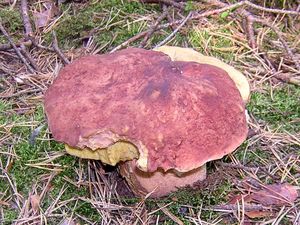 Klikni pro velký obrázek