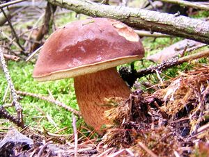 Klikni pro velký obrázek