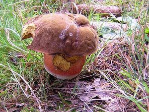 Klikni pro velký obrázek