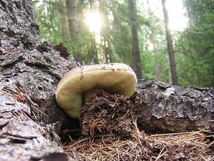 Klikni pro velký obrázek