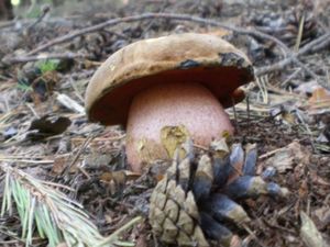 Klikni pro velký obrázek