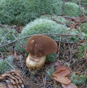 Klikni pro velký obrázek