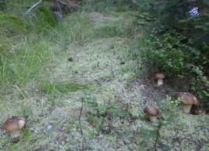 Klikni pro velký obrázek