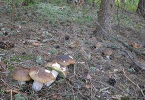 Klikni pro velký obrázek