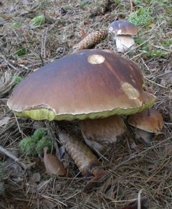 Klikni pro velký obrázek