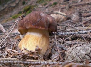 Klikni pro velký obrázek