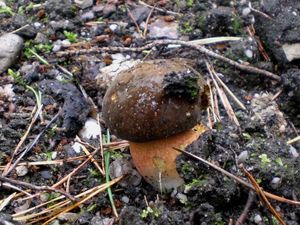 Klikni pro velký obrázek