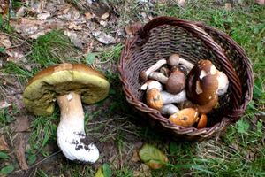 Klikni pro velký obrázek