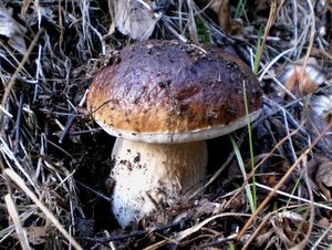 Klikni pro velký obrázek