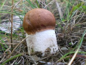 Klikni pro velký obrázek