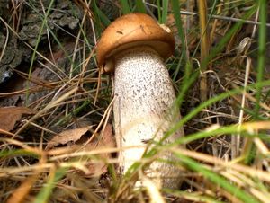 Klikni pro velký obrázek