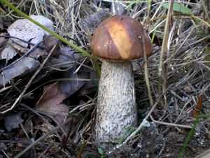 Klikni pro velký obrázek