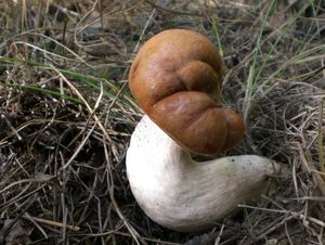 Klikni pro velký obrázek