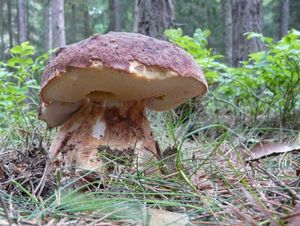 Klikni pro velký obrázek