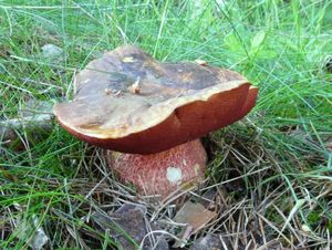 Klikni pro velký obrázek