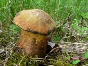 Klikni pro velký obrázek