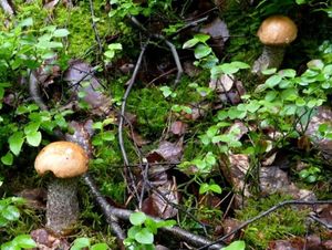 Klikni pro velký obrázek