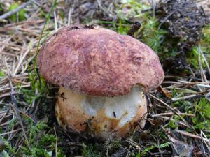 Klikni pro velký obrázek